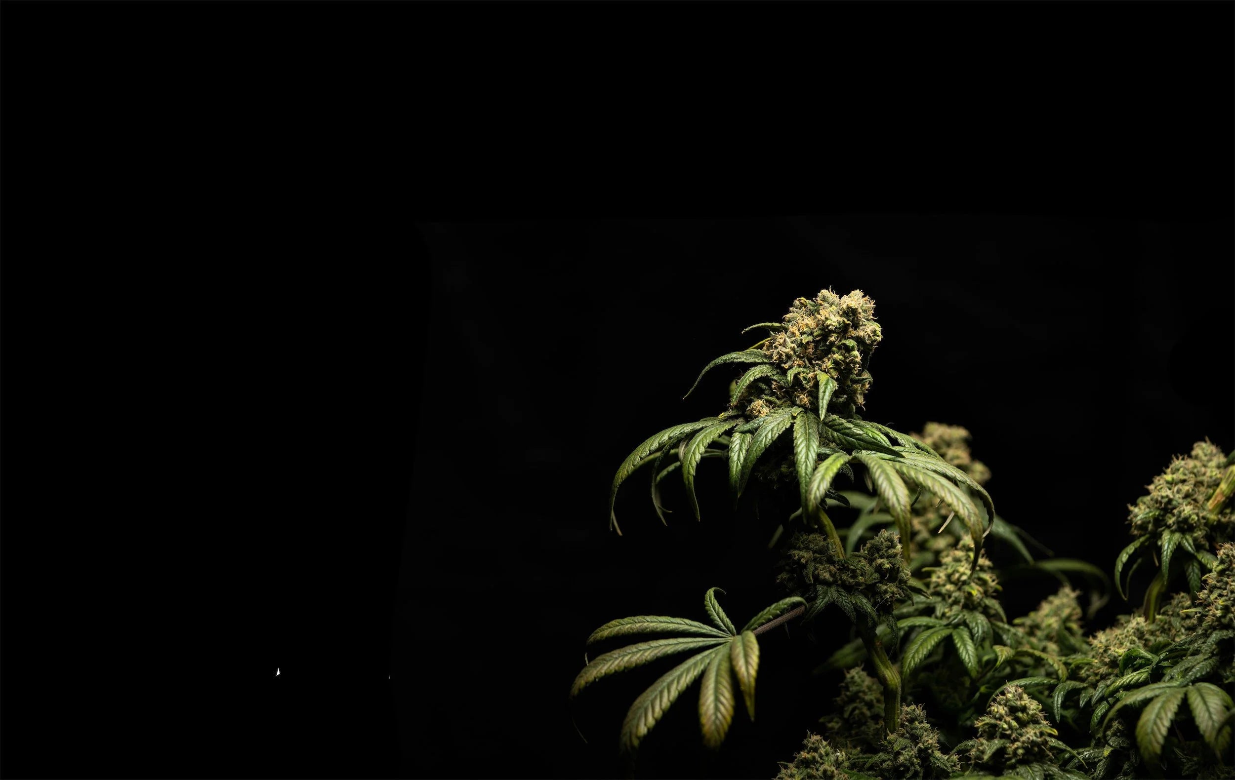Cannabis plant against a black background